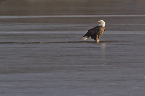 Águila Calva Adulta Río Mississippi — Foto de Stock