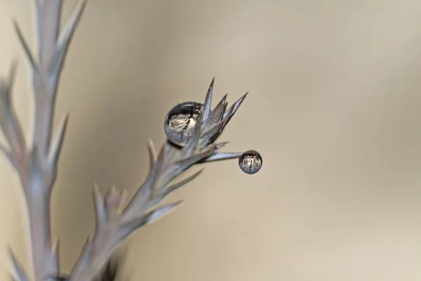 隔離された植物に氷が落ちる — ストック写真