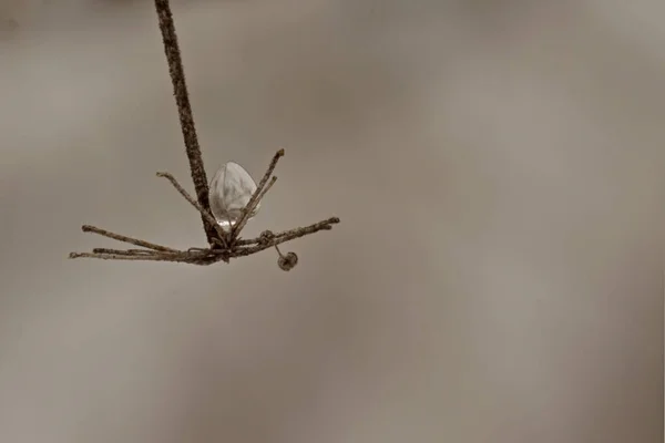 隔離された植物への氷の落下 — ストック写真