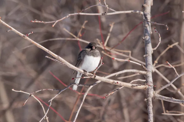 Dark Eyed Junco Kijkt Vooruit — Stockfoto