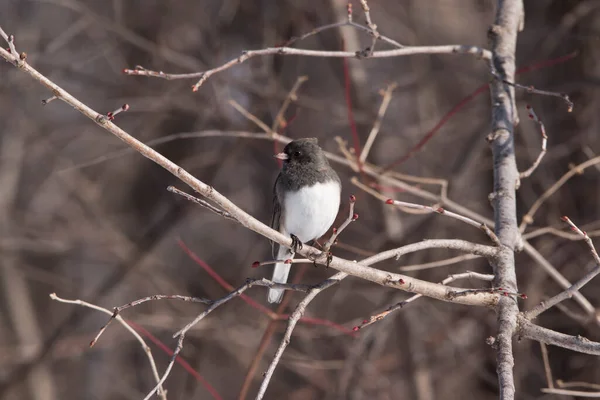 Dunkeläugiger Junco Schaut Nach Links — Stockfoto