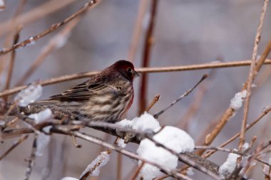 Kışın ev ispinozu