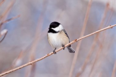 İzole edilmiş bir dala tünemiş tavuk. 