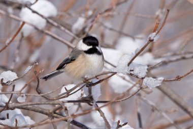 Ormandaki ağaçta tünemiş tavuk
