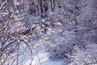Ormanda karla kaplı ağaçlardan oluşan kış manzarası