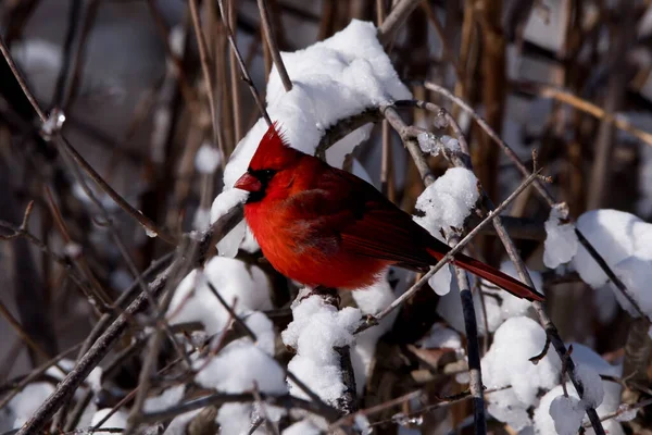 Porträt Eines Roten Nordkardinals Winter — Stockfoto