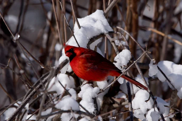 Uomo Cardinale Appollaiato Albero Con Neve — Foto Stock