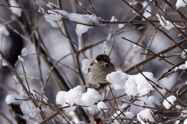 Sparrow Sneeuw Winter — Stockfoto