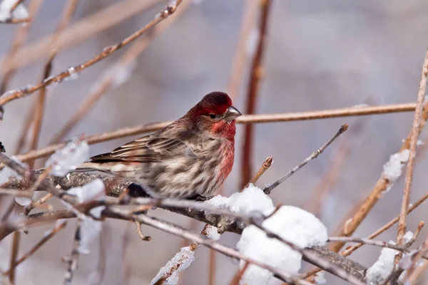 Huis Vink Zittend Tak Winter — Stockfoto