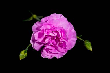 Siyah arkaplan üzerine odaklanmış pembe karanfil çiçeği.. 