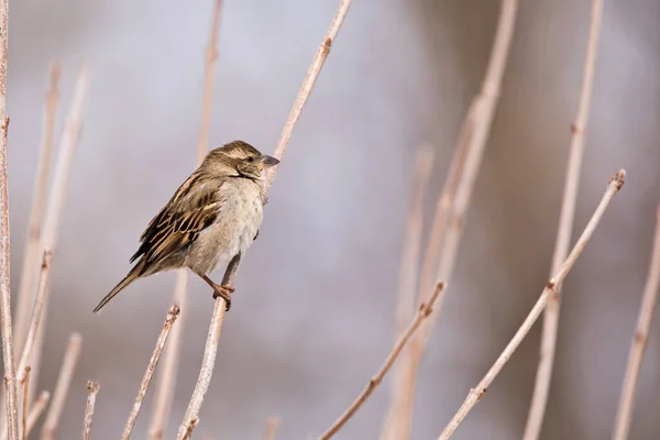 Zijaanzicht Van Vrouwelijke Huismus Een Tak Winter — Stockfoto