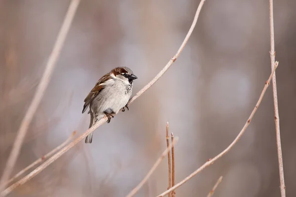 Gorrión Árbol Posado Una Pequeña Rama Invierno —  Fotos de Stock