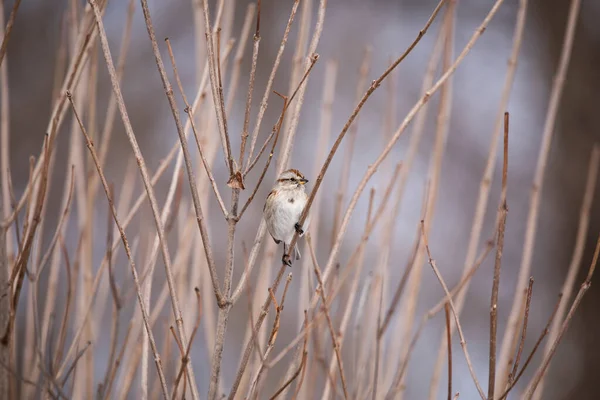 Bruant Des Arbres Perché Dans Groupe Branches Hiver — Photo