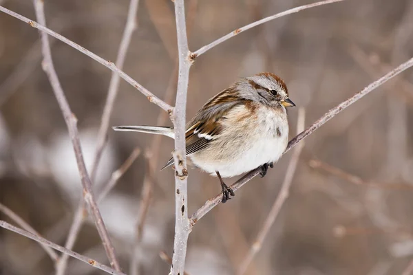 冬のクローズアップでの木の雀 — ストック写真