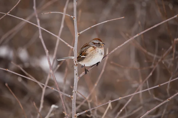 Tree Sparrow Closeup Perching Tree Winter — Stock Photo, Image