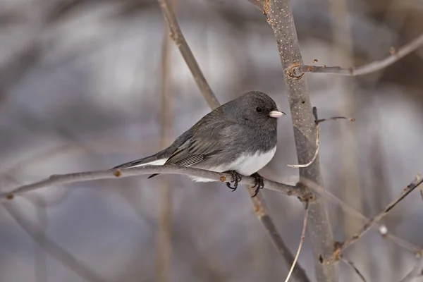 Vista Lateral Pássaro Junco Olhos Escuros Pousando Galho Árvore Inverno — Fotografia de Stock