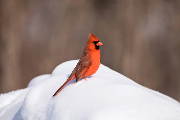 Hombre Cardenal Del Norte Pie Banco Nieve Invierno —  Fotos de Stock