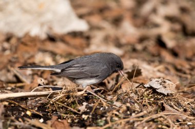 Kışın yerde yiyecek arayan kara gözlü junco kuşu.. 