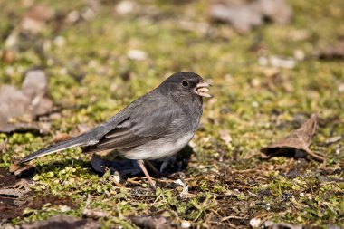 Kara gözlü junco kuşu yerde yemek yiyor.