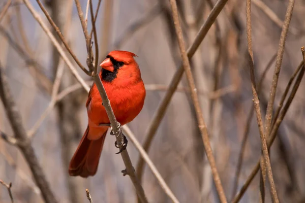 Male Northern Cardinal Perched Tree Closeup Head Turned — Stock Photo, Image