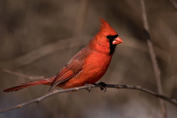 Portrait Cardinal Mâle Rouge Vif Hiver — Photo