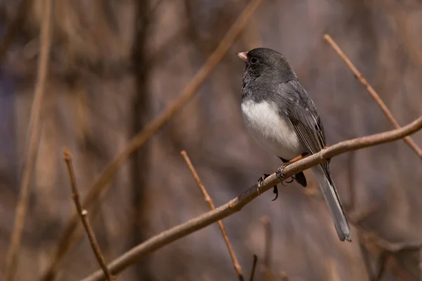 Mörka Ögon Junco Fågel Närbild Uppflugen Ett Träd Tittar Upp — Stockfoto