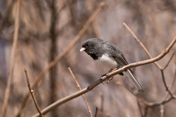 暗い目のJunco鳥で木を見下ろします — ストック写真