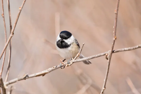 Photo Rapprochée Une Curieuse Mésange Chantant Sur Une Branche Arbre — Photo