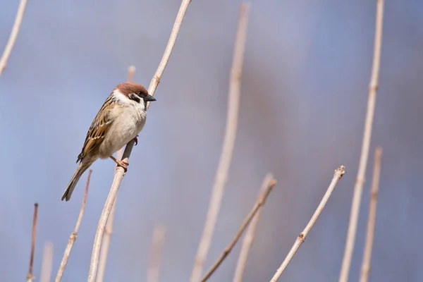 Männlicher Haussperling Hockt Auf Kleinem Ast — Stockfoto