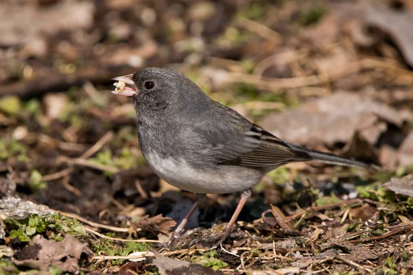 Junco Fågel Med Mat Näbben — Stockfoto