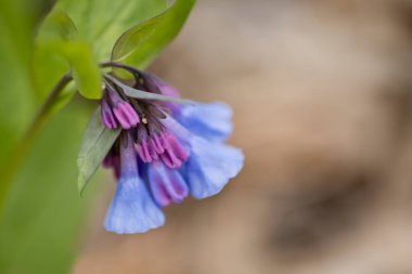 Virginia BlueBell çiçekleri baharda kapanıyor