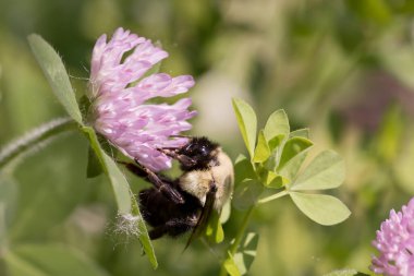 Mor yonca çiçeğinin üzerindeki yaban arısı