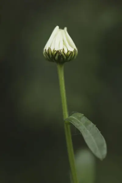 緑の背景に孤立したデイジーの花芽 — ストック写真
