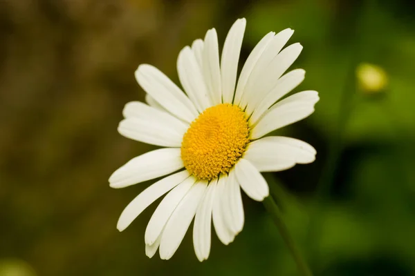 Makrofotografi Tusensköna Blomma Huvud Vänd Vänster — Stockfoto