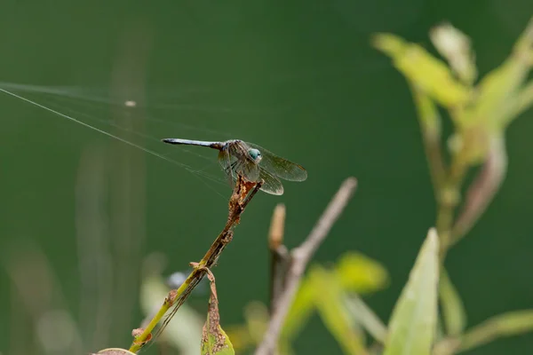 Libellula Bastone Con Ragnatela Sullo Sfondo — Foto Stock