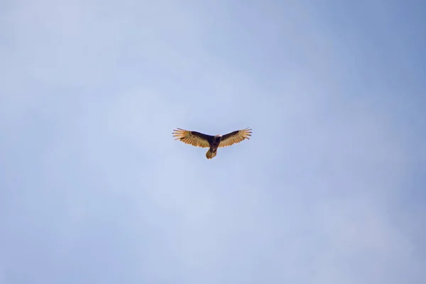 Truthahngeier Mit Flügeln Isoliert Blauen Himmel — Stockfoto