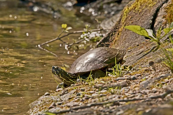 Schilderde Schildpad Oever Van Een Vijver — Stockfoto