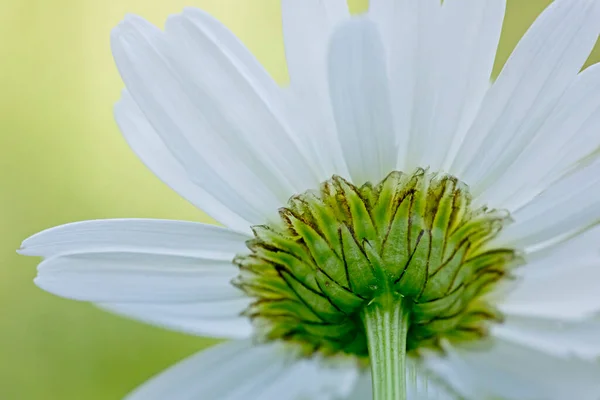 Detrás Una Flor Margarita — Foto de Stock