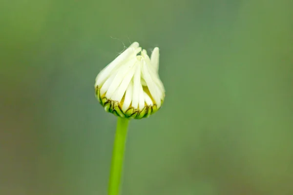 Daisy Muguri Flori Începe Deschidă Izolat Fundal Verde Încețoșat — Fotografie, imagine de stoc
