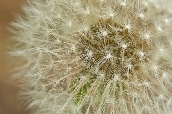 Macrofotografie Van Een Witte Paardenbloem Zaad Kop Closeup — Stockfoto