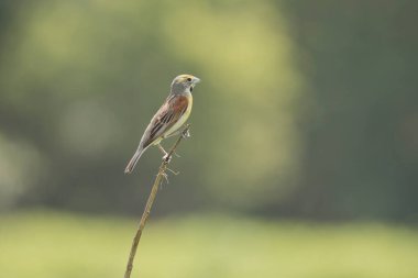 Dickcissel kuş bulanık yeşil bir arka planda izole bir çubuğun ucunda tüneyerek. 