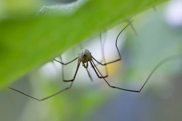 Baba Uzun Bacakları Bir Yaprağın Altında Baş Aşağı Örümcek — Stok fotoğraf