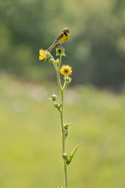 Dickcissel Pták Sedí Kompasu Rostlina Žlutými Květy — Stock fotografie