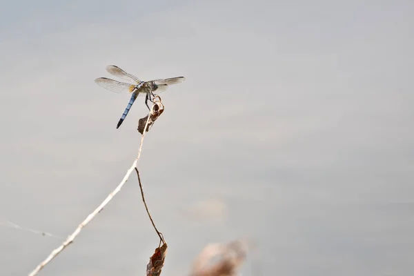 Libélula Palo Sobre Agua — Foto de Stock