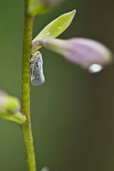 Error Planthopper Tallo Planta Hosta — Foto de Stock