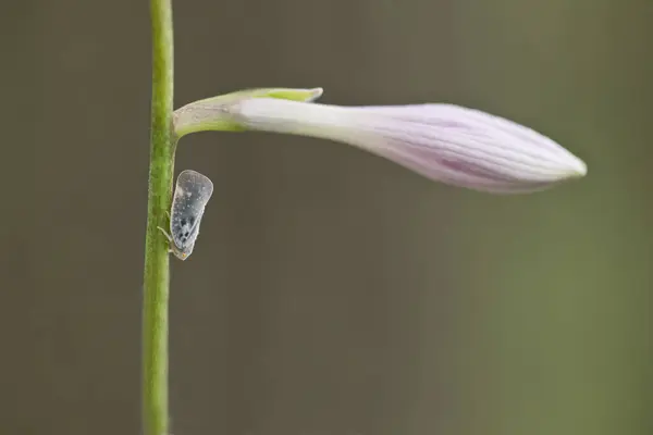 ホスタ植物のプラントパー昆虫 — ストック写真