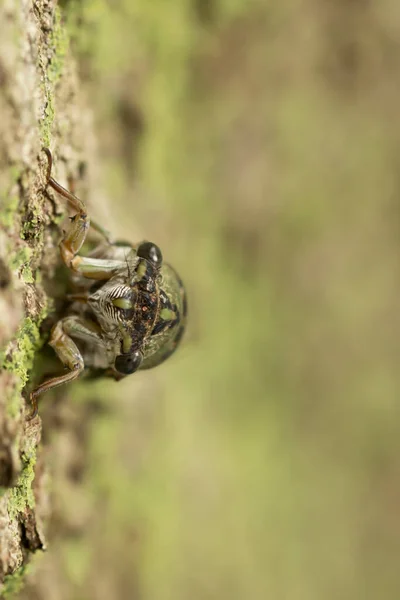 Cicada Close Cima Com Casca Árvore Fundo Borrado — Fotografia de Stock