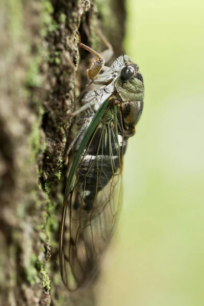 Nahaufnahme Insektenfoto Einer Zikade Die Auf Einen Baum Klettert — Stockfoto