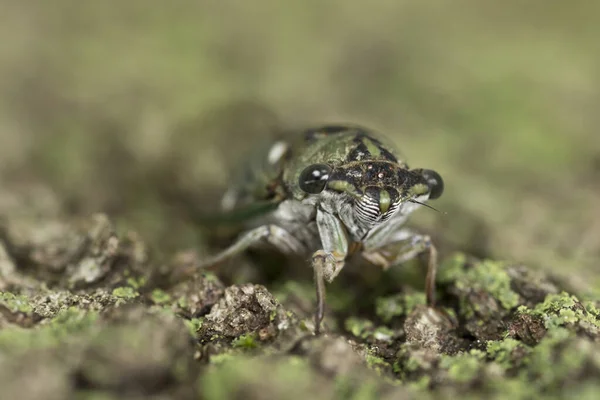 Cicada Bug Árvore Casca Closeup — Fotografia de Stock