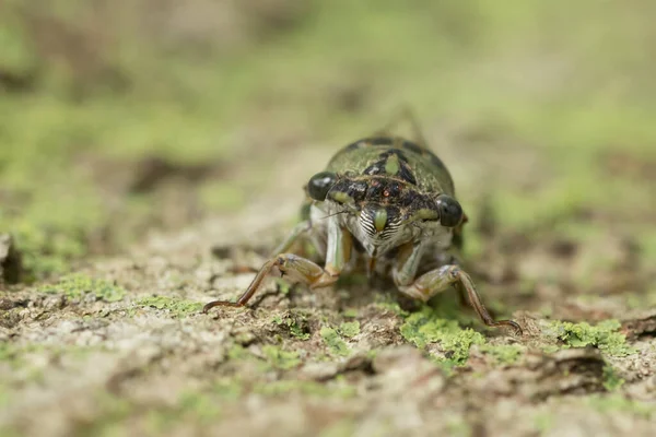 Inseto Cigarra Bonito Árvore Closeup — Fotografia de Stock